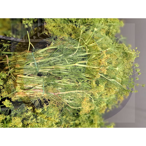 Dill for pickling, long bunch, Poland