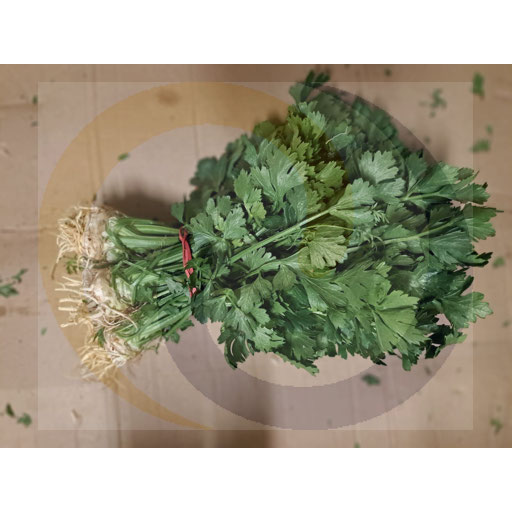 Young celery bunch 1 pc approx. 1.0 kg Poland