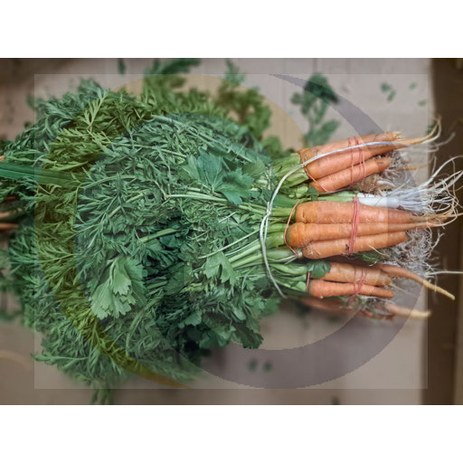 Young carrots bunch approx. 400g Poland