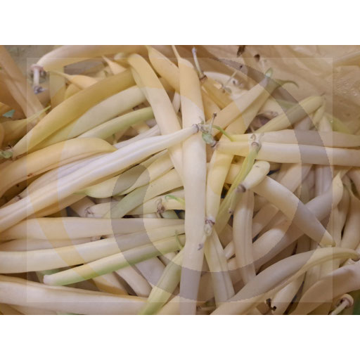 Fasola szparagowa żółta ok.2,0kg Polska (87.16009.end)