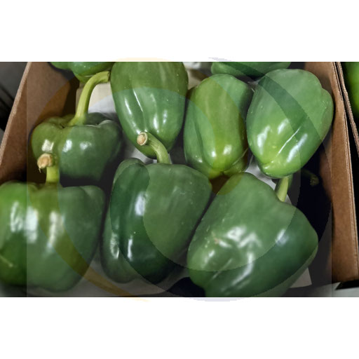 Papryka zielona ok. 5,0kg Import (73.9773)