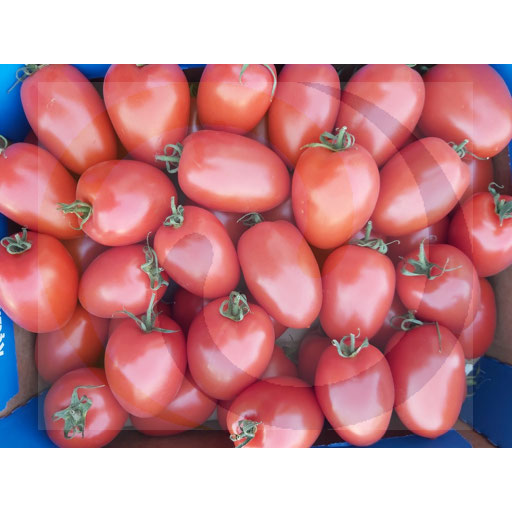 Warzywa i Owoce Ex Pomidor Lima czerwony ok.6kg Polska kod: