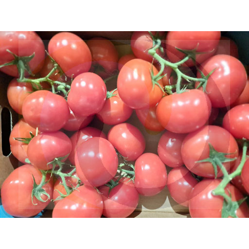 Raspberry tomato twig approx. 5.0kg Poland