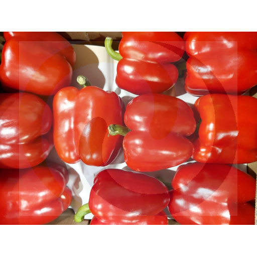 Warzywa i Owoce Ex Papryka czerwona Import 5,0kg  kod: